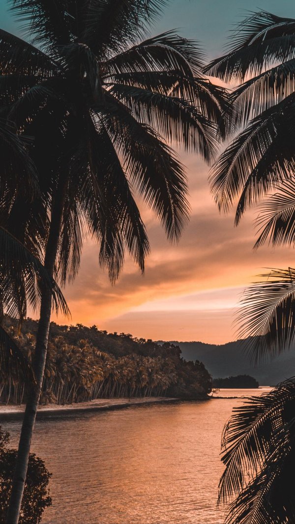 закат пальмы