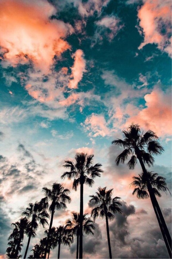 palm tree