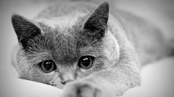 кошка грустит