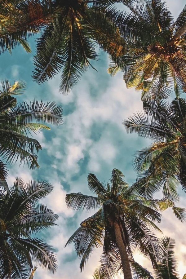 природа пальмы