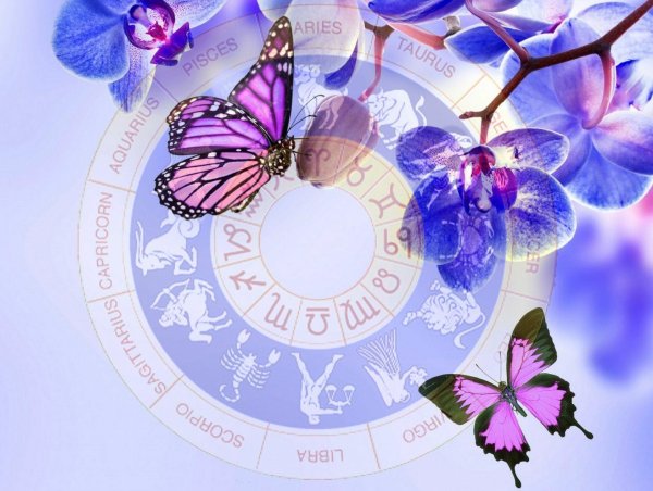 цветок бабочка