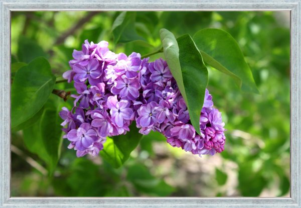 сирень бель де нанси