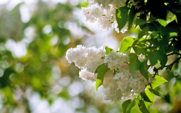 белая сирень