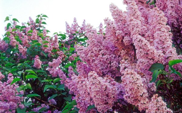 сирень гималайская