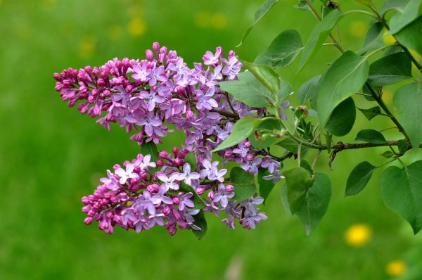 сирень syringa vulgaris