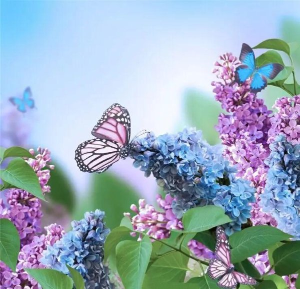 цветок бабочка