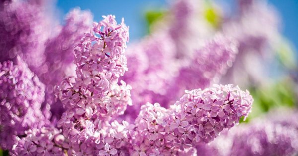 сирень весной