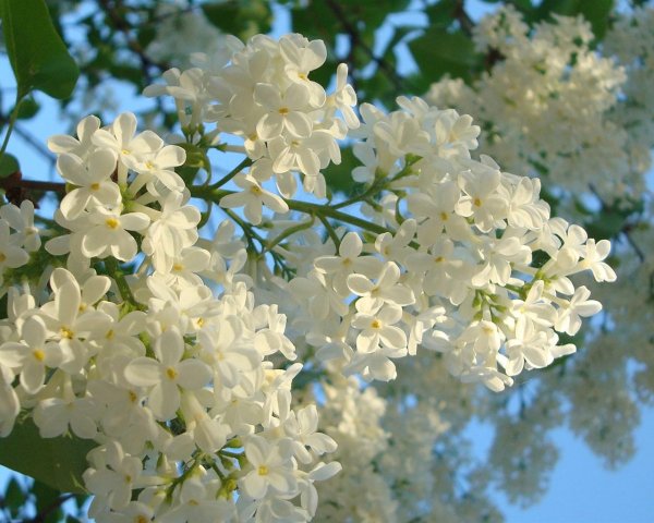 сирень черемуха