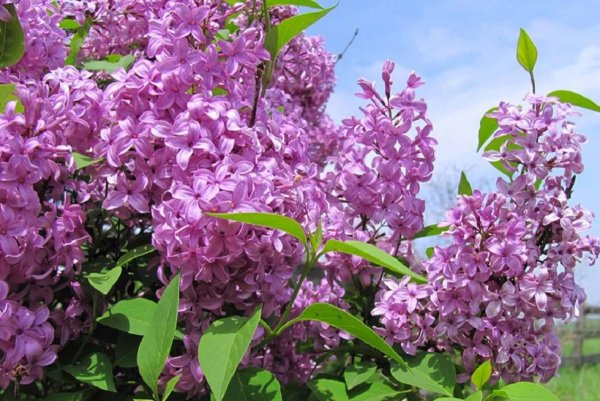 сирень примроуз