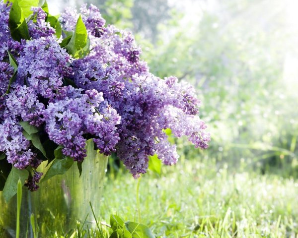 сирень вильгельм пфитцер