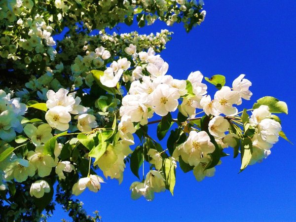 цветение яблони