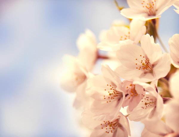 нежные весенние цветы