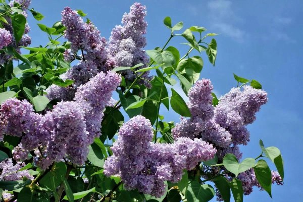 сирень катерина хавемейер