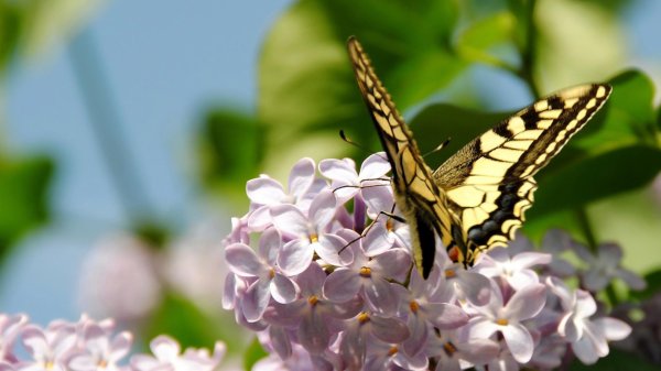 бабочка махаон