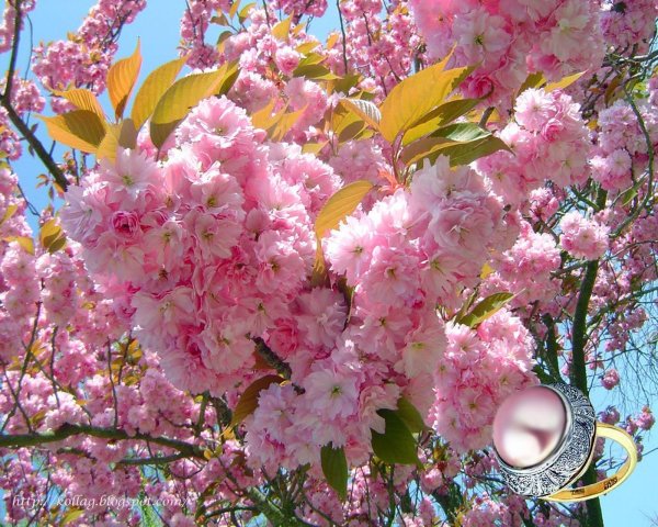 акация сакура