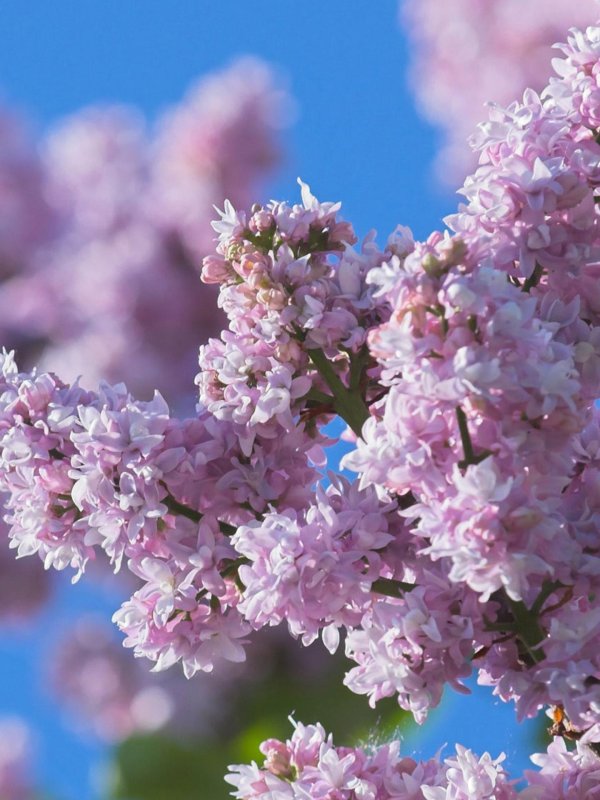 сирень красивая