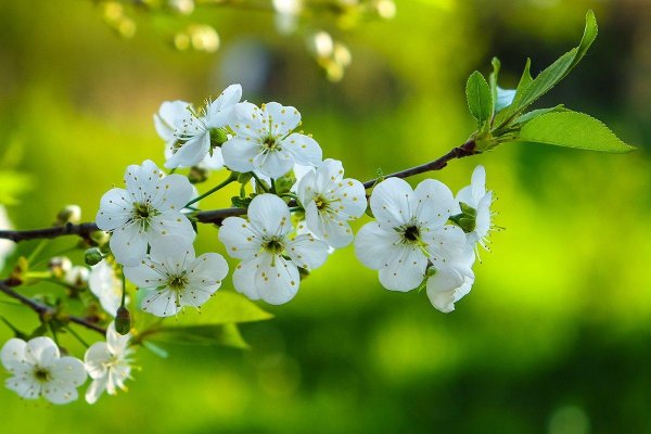 вишня цветки