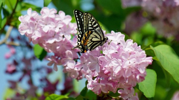 papilio rutulus бабочка