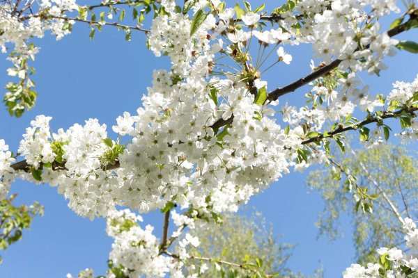 цветущая черешня