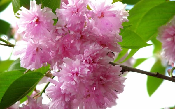 майские цветы