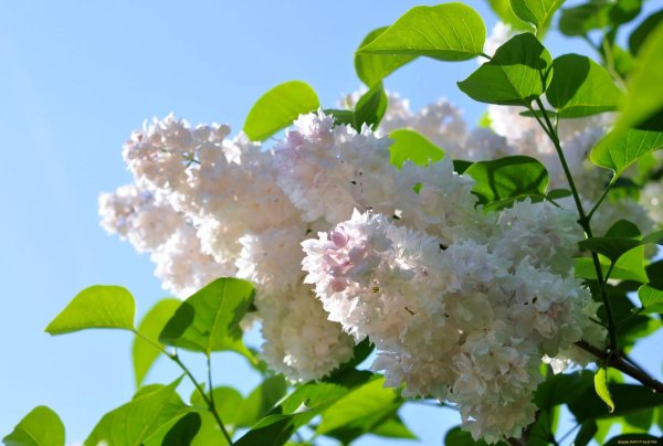 сирень красавица москва