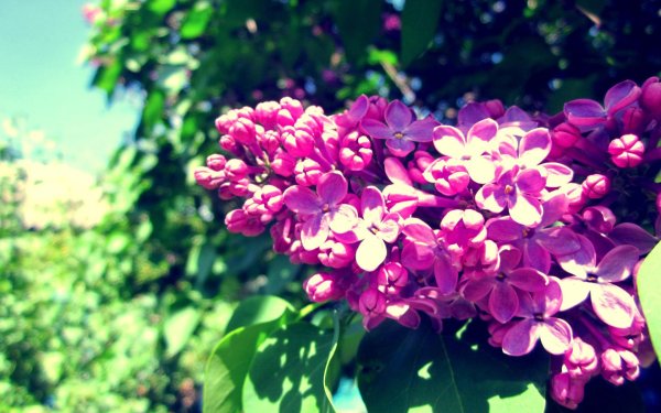 сирень пирассе пинк