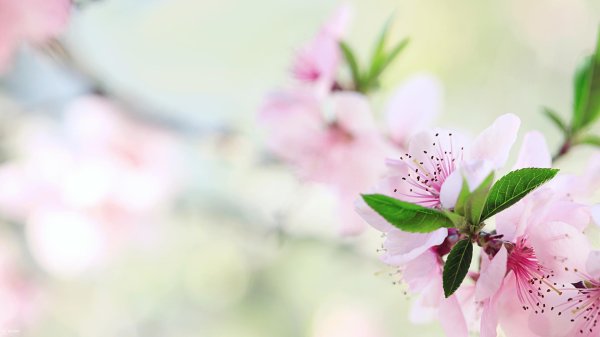 цветение персика