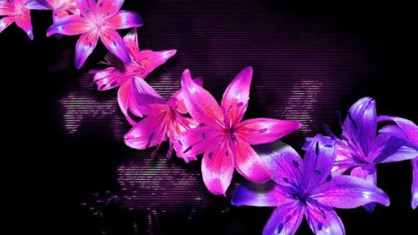 сиреневая лилия