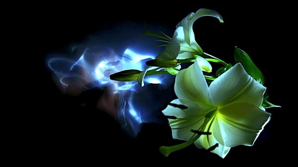 цветы белые лилии