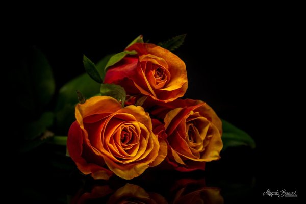 оранжево красные розы