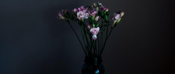 цветок на темном фоне