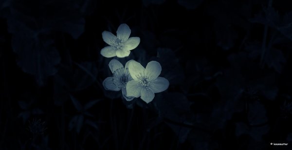 темные цветы