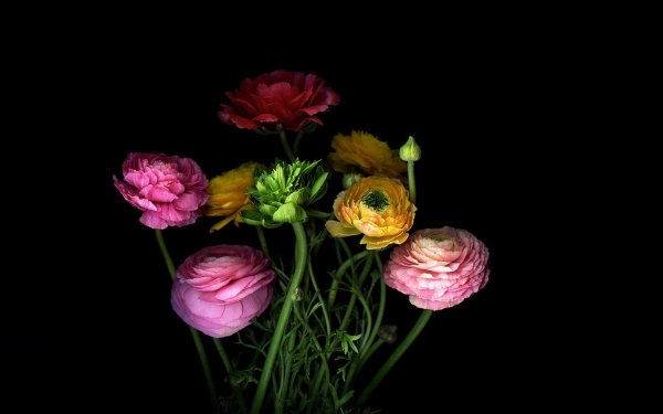 лютики ранункулюс