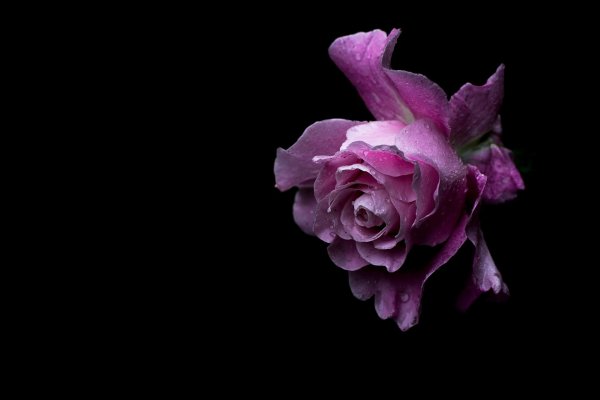 фиолетовая роза