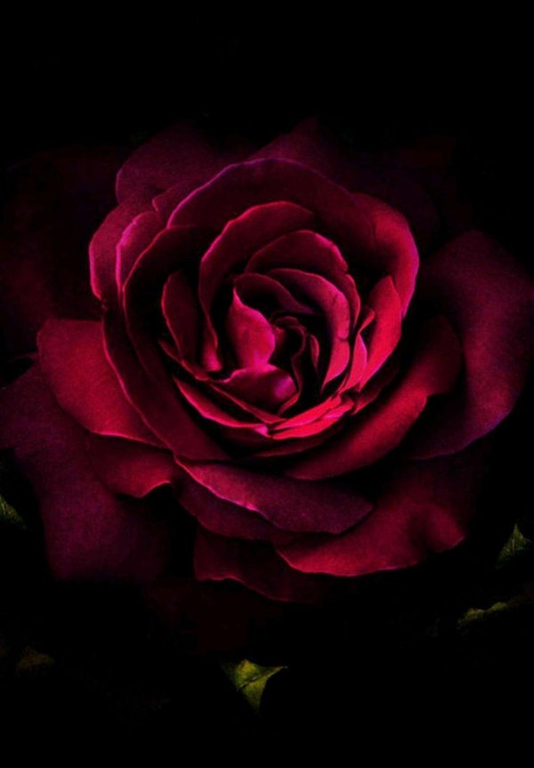 роза бордовая