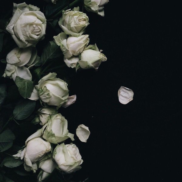 белые розы пинтерест