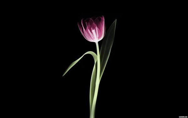 сиреневые тюльпаны