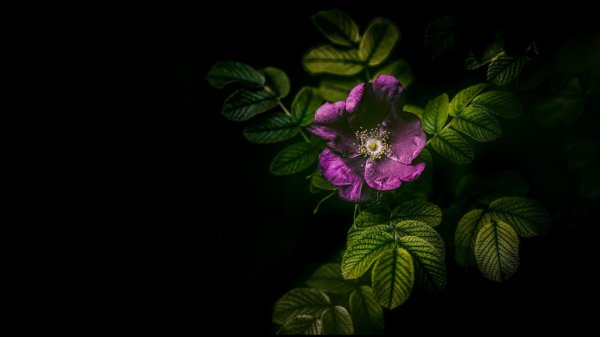 растение шиповник