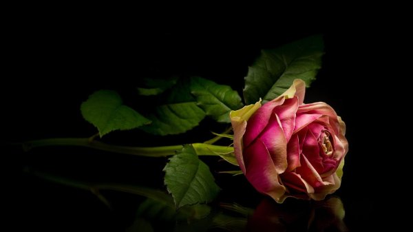 роза на темном фоне