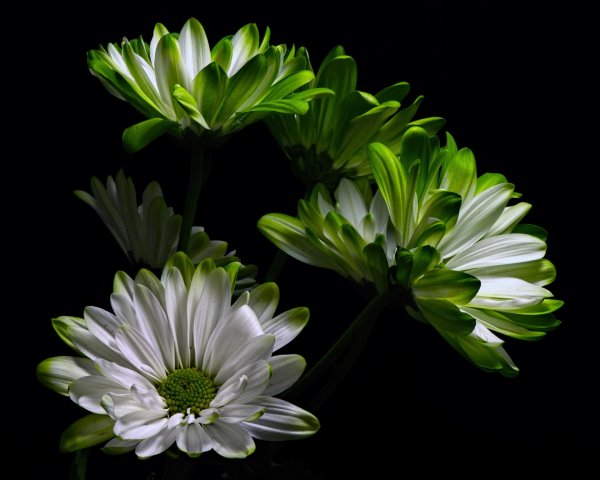 бело зеленые цветы