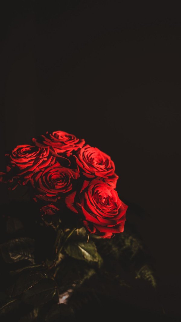 фон с красными розами