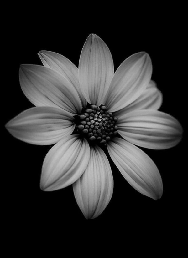 black and white flower
