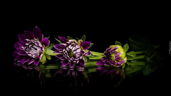 черная далия цветок