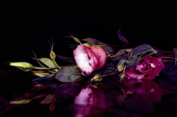 роза на темном фоне