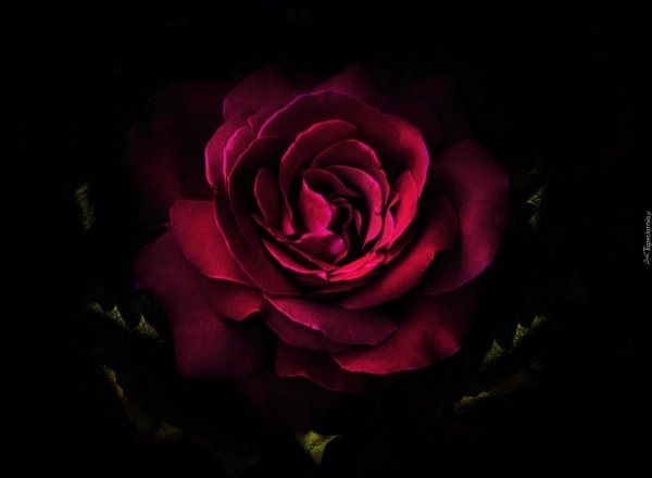 роза бордовая