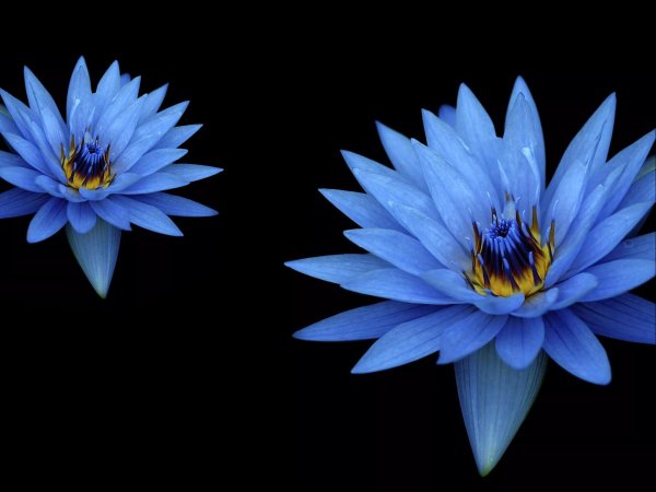 голубой лотос