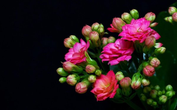 kalanchoe blossfeldiana