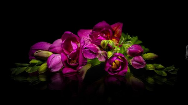 freesia фрезия роза