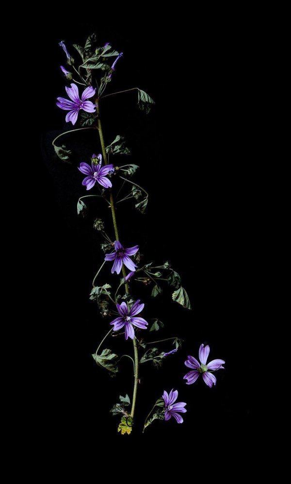 malva sylvestris