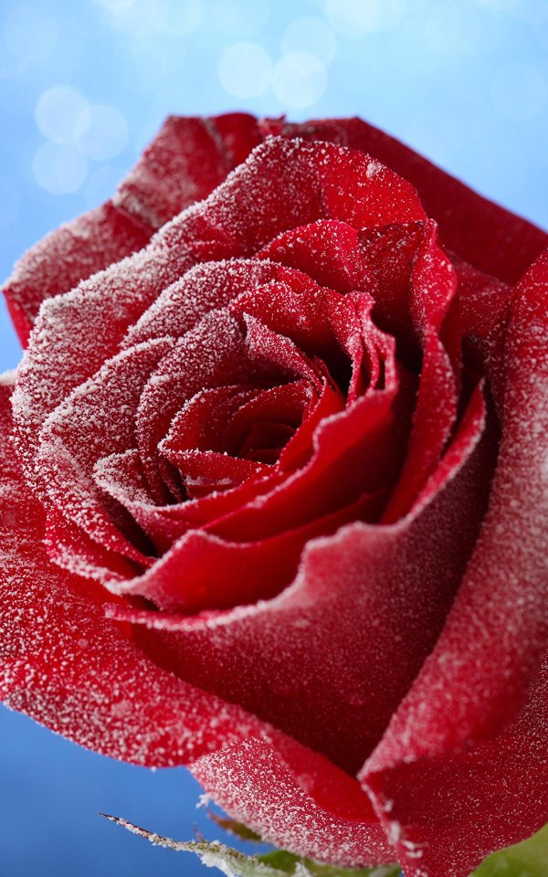 розы красивые